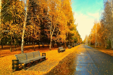 Das Autumn Park Wallpaper 480x320