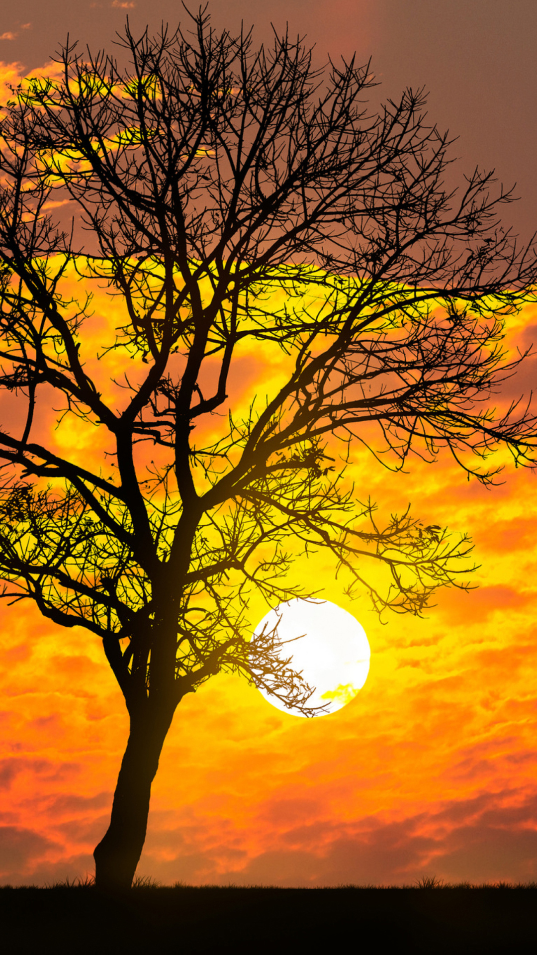 Screenshot №1 pro téma Sunset Behind Branches 1080x1920