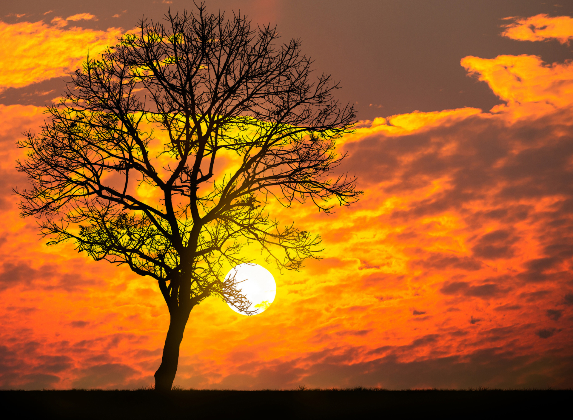 Screenshot №1 pro téma Sunset Behind Branches 1920x1408
