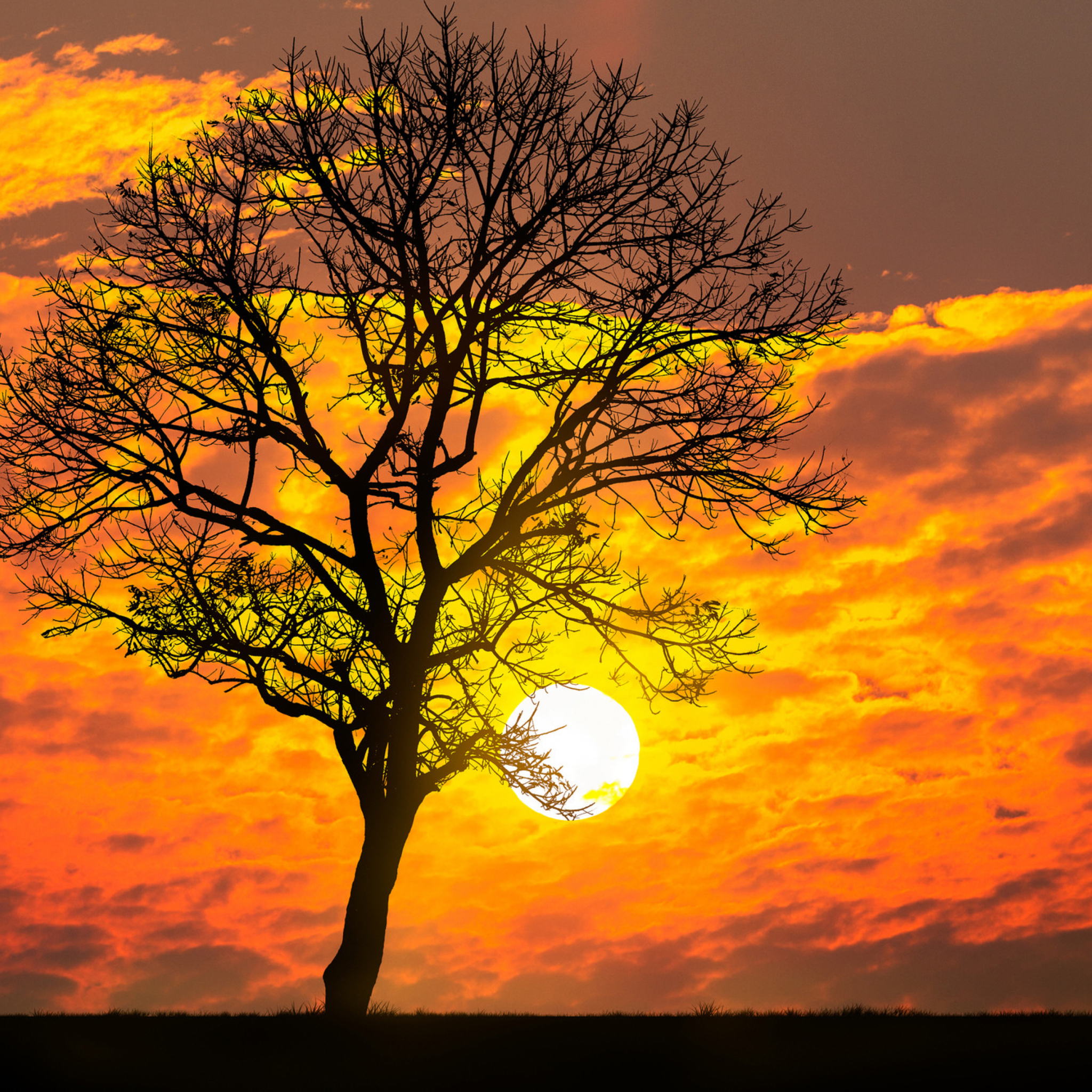 Screenshot №1 pro téma Sunset Behind Branches 2048x2048