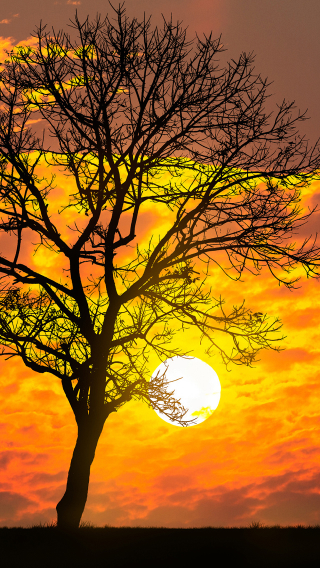 Sfondi Sunset Behind Branches 640x1136