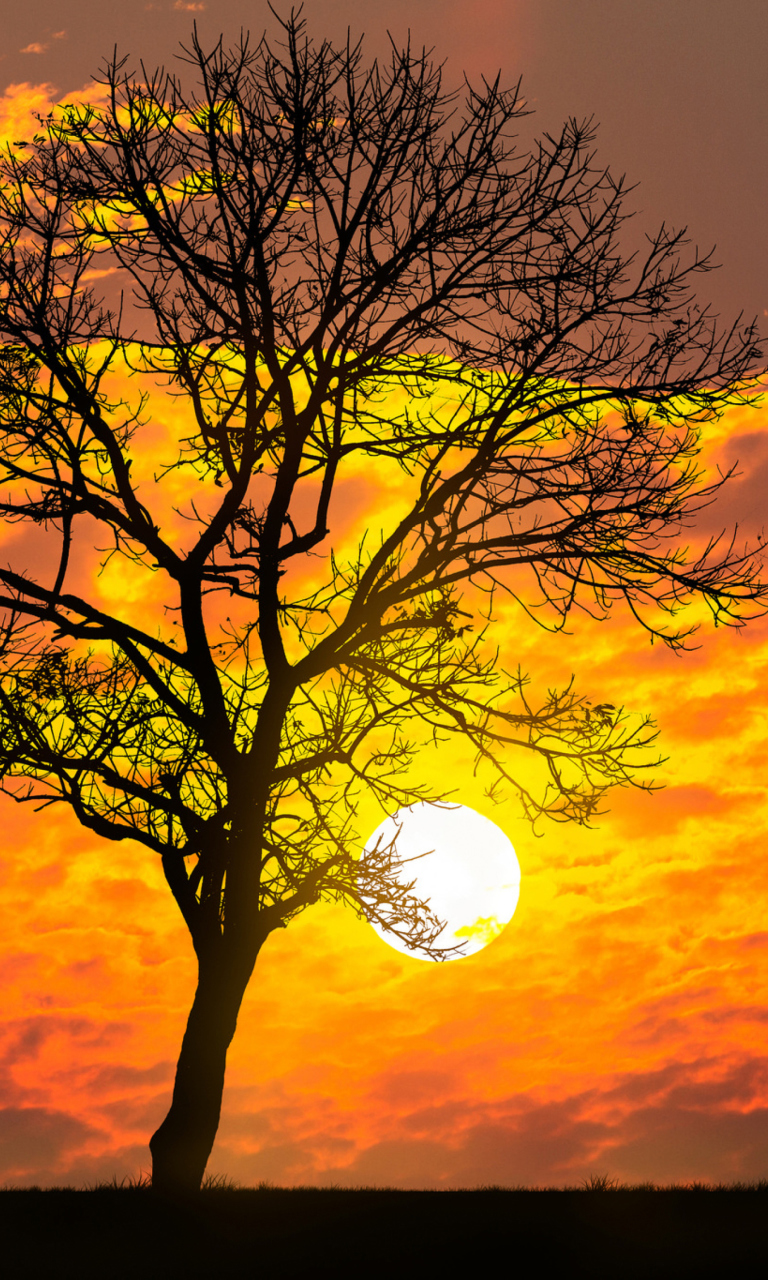 Das Sunset Behind Branches Wallpaper 768x1280
