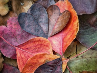 I Love Autumn wallpaper 320x240