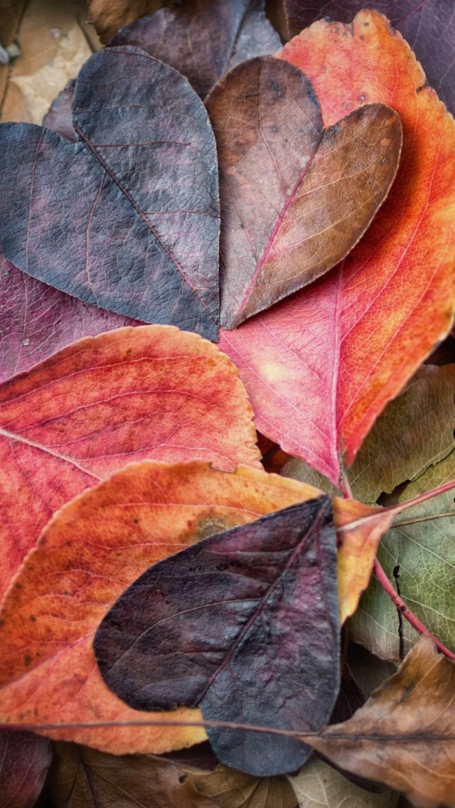 Sfondi I Love Autumn 640x1136