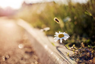 Little Daisy Next To Road Wallpaper for Android, iPhone and iPad