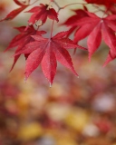 Screenshot №1 pro téma Red Leaves Bokeh 128x160