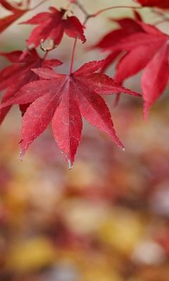 Screenshot №1 pro téma Red Leaves Bokeh 240x400