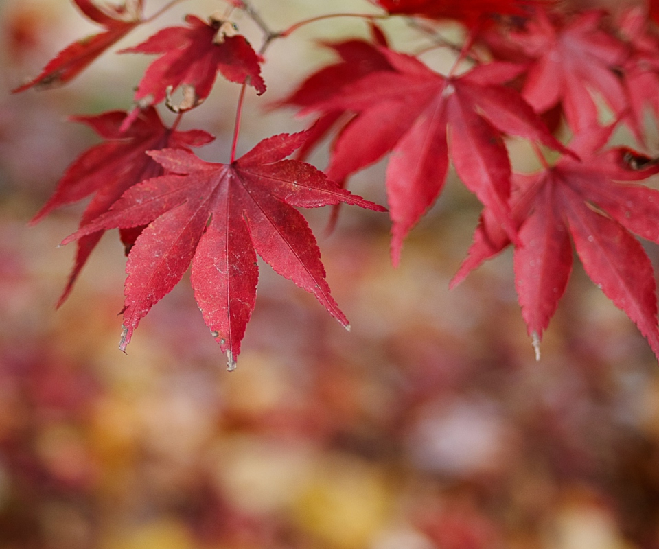 Sfondi Red Leaves Bokeh 960x800