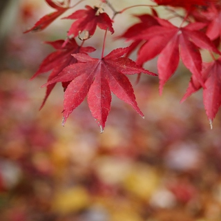 Red Leaves Bokeh - Obrázkek zdarma pro 208x208