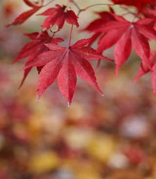 Red Leaves Bokeh - Obrázkek zdarma pro 132x176