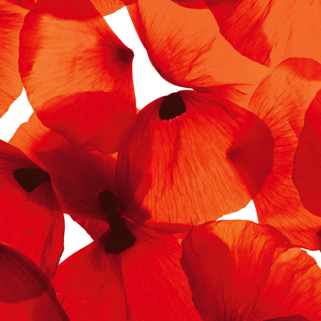 Screenshot №1 pro téma Poppy Petals 1024x1024