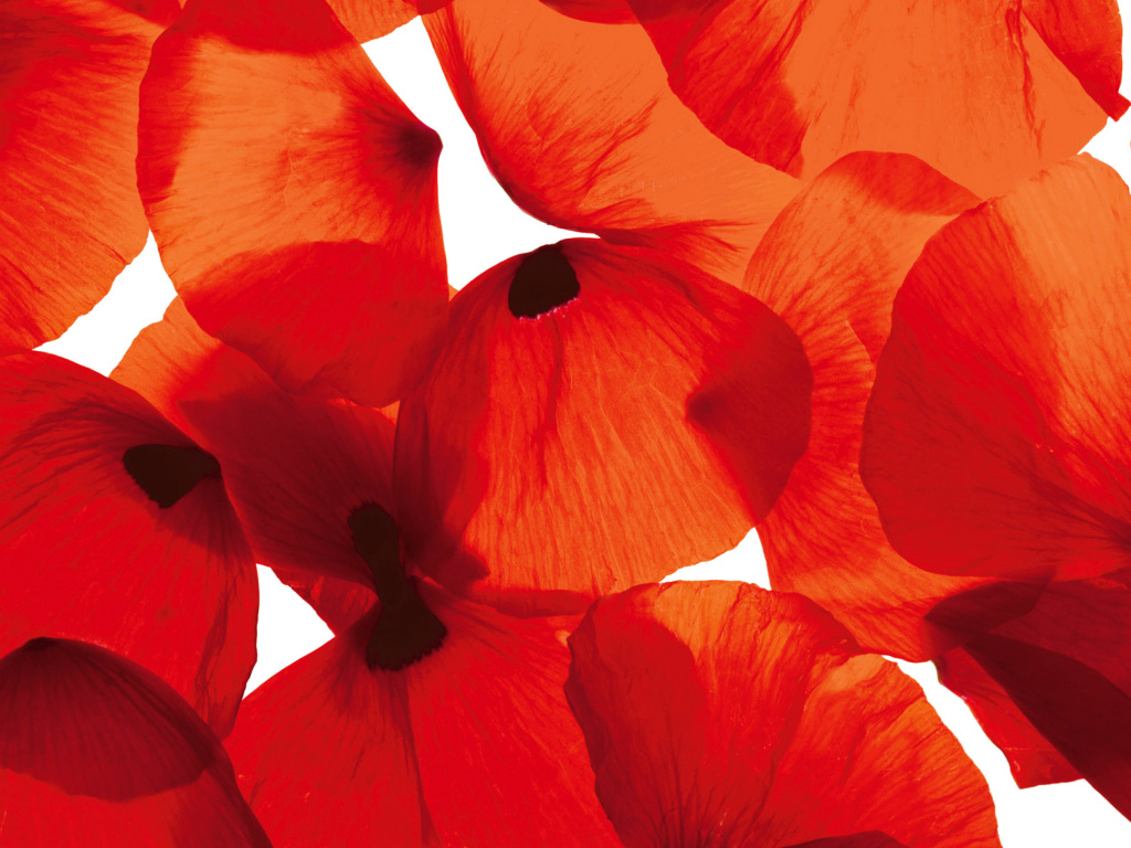 Poppy Petals wallpaper 1024x768