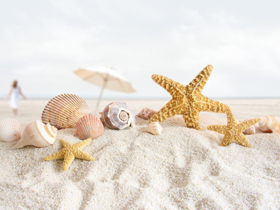 Обои Seashells On The Beach 1152x864