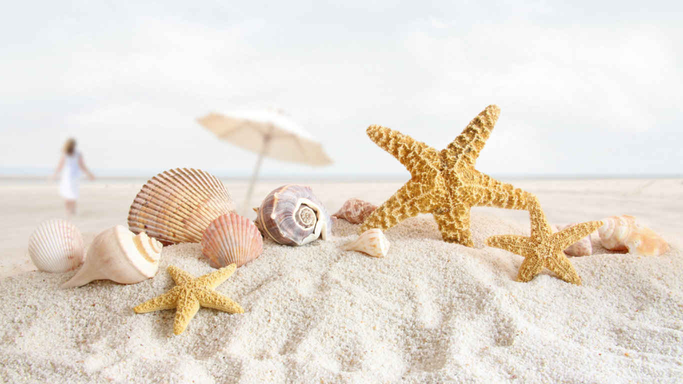 Seashells On The Beach wallpaper 1366x768