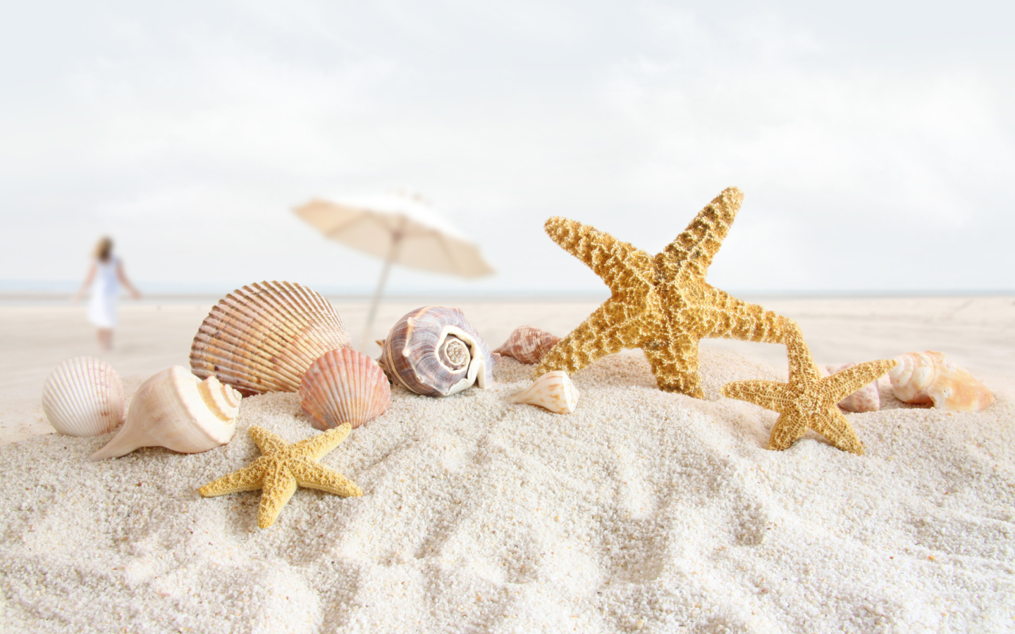 Seashells On The Beach wallpaper 1440x900