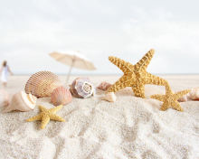 Обои Seashells On The Beach 220x176