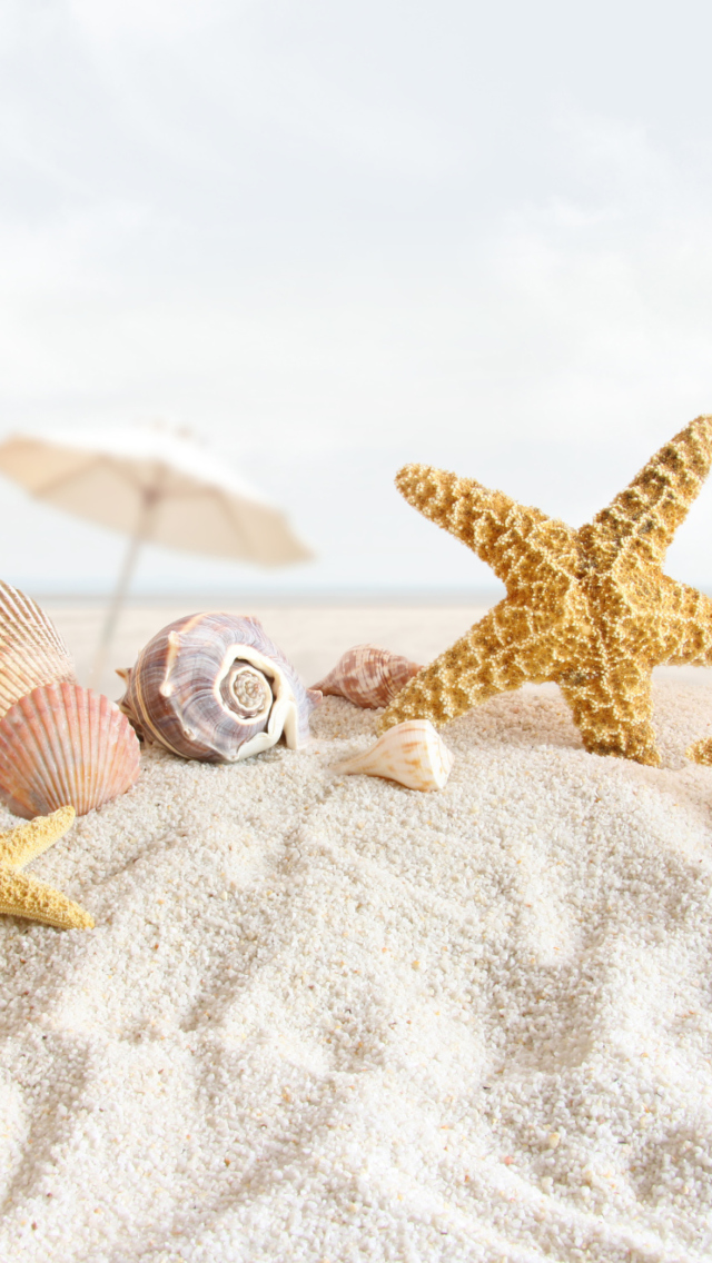 Das Seashells On The Beach Wallpaper 640x1136