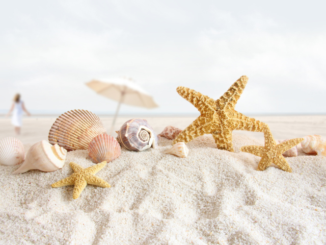 Обои Seashells On The Beach 640x480