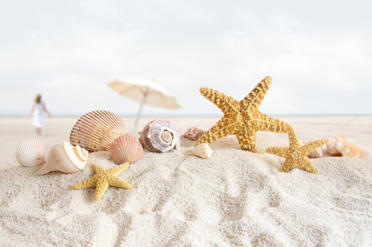 Sfondi Seashells On The Beach