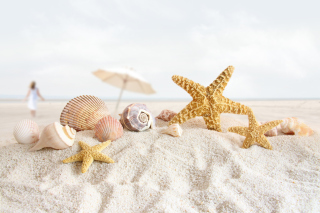 Kostenloses Seashells On The Beach Wallpaper für Android, iPhone und iPad