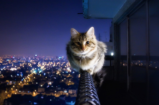 Cat Not Afraid Of Height - Obrázkek zdarma pro 480x320