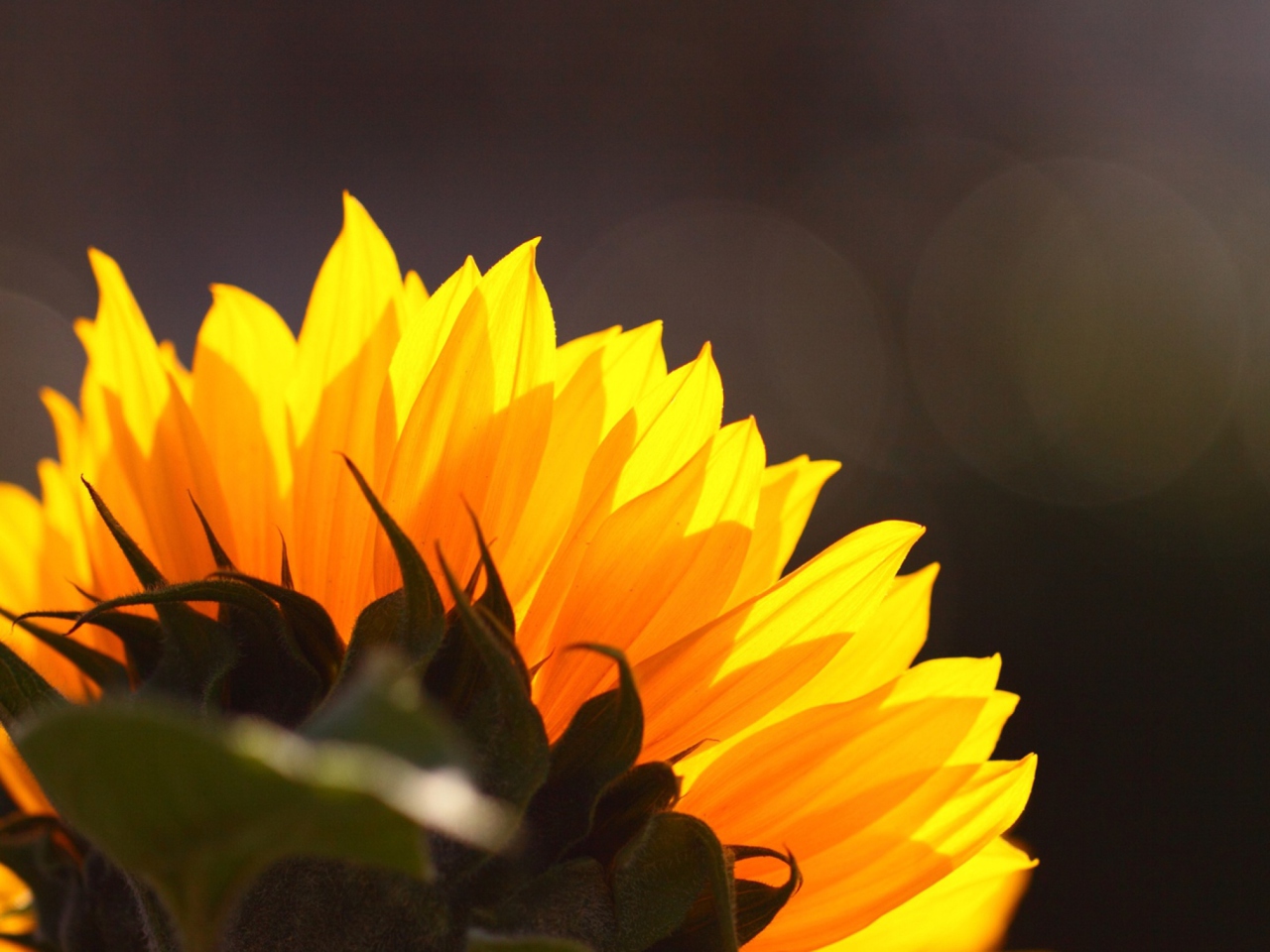Fondo de pantalla Sunflower 1280x960