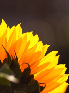 Fondo de pantalla Sunflower 240x320