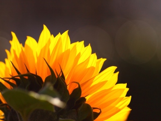 Fondo de pantalla Sunflower 320x240