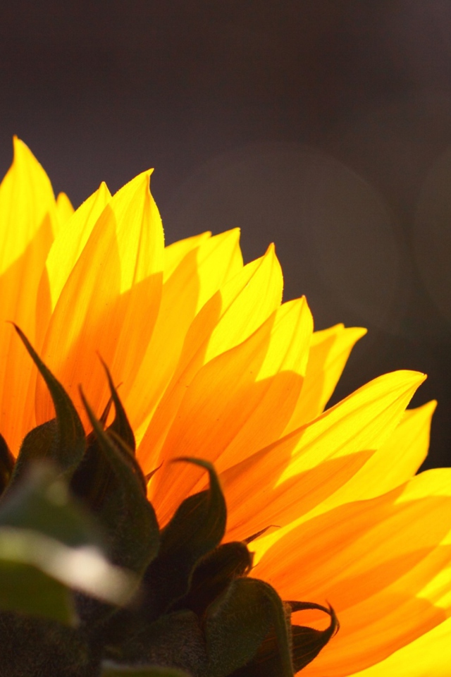 Screenshot №1 pro téma Sunflower 640x960