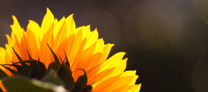 Fondo de pantalla Sunflower 720x320
