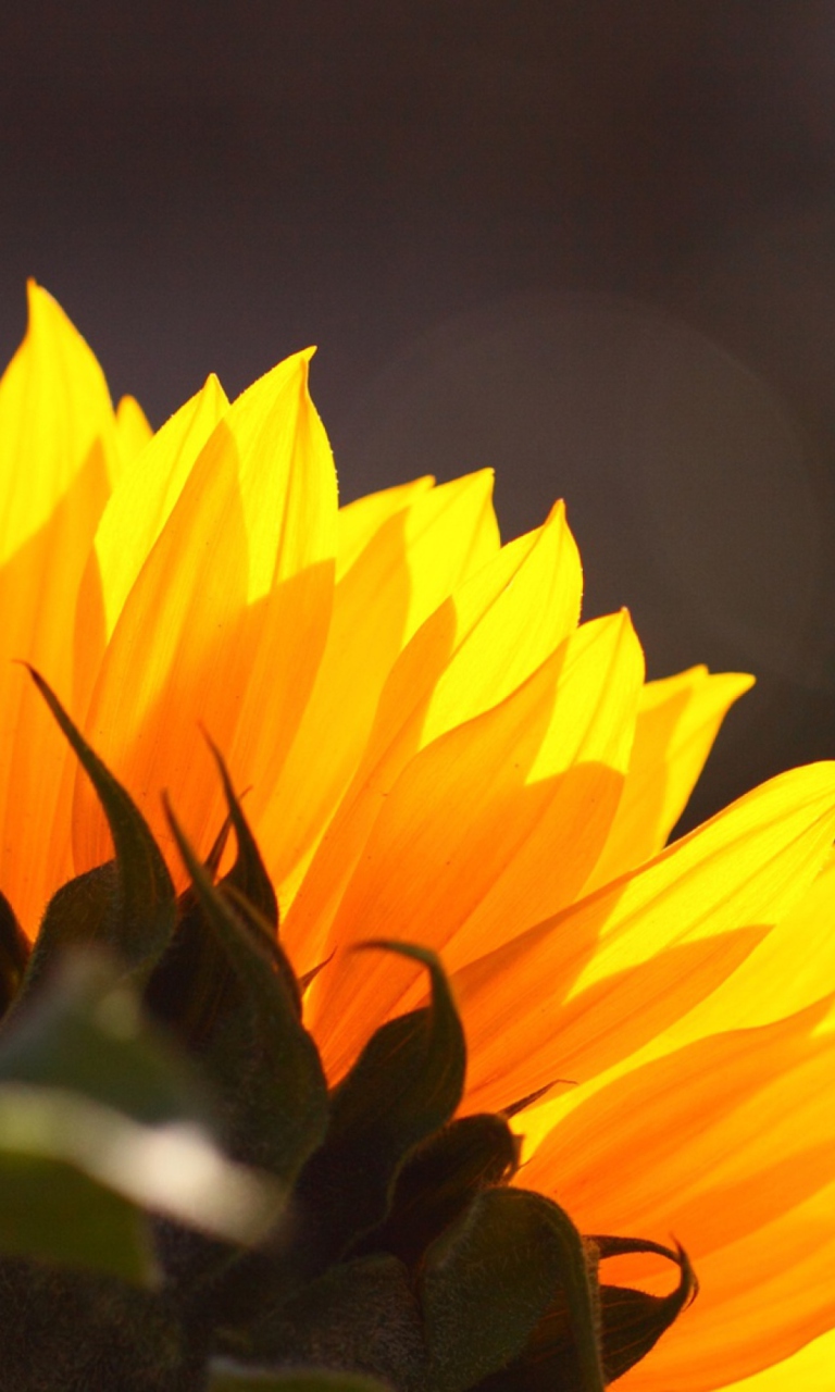 Sunflower wallpaper 768x1280