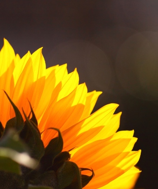 Sunflower papel de parede para celular para Nokia Asha 310