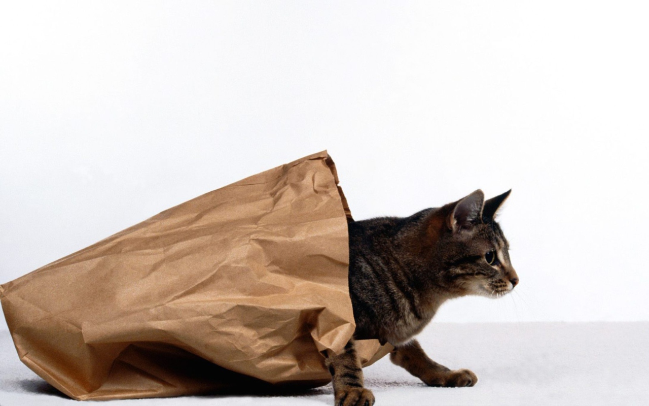 Screenshot №1 pro téma Cat In Paperbag 1280x800