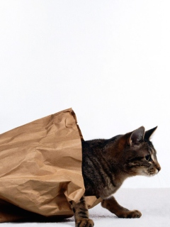 Обои Cat In Paperbag 240x320