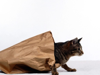 Sfondi Cat In Paperbag 320x240