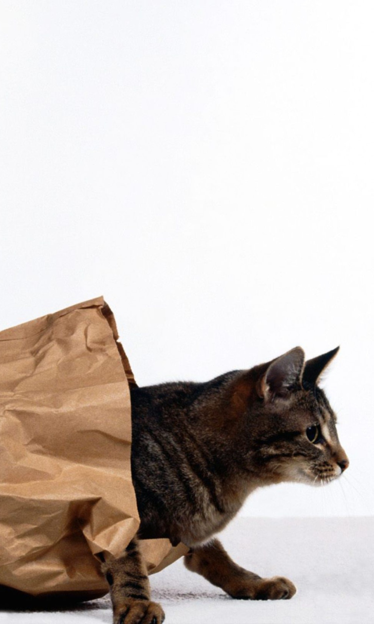 Fondo de pantalla Cat In Paperbag 768x1280