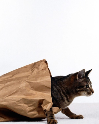 Cat In Paperbag - Obrázkek zdarma pro 480x640