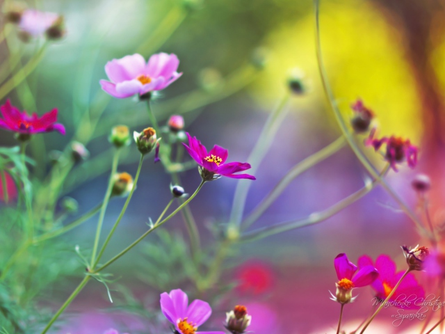 Screenshot №1 pro téma Amazing Pink Flowers 640x480