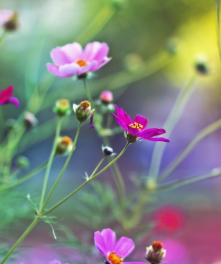 Amazing Pink Flowers - Obrázkek zdarma pro 640x960