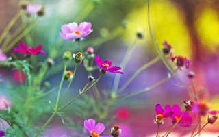 Amazing Pink Flowers - Obrázkek zdarma pro 1366x768