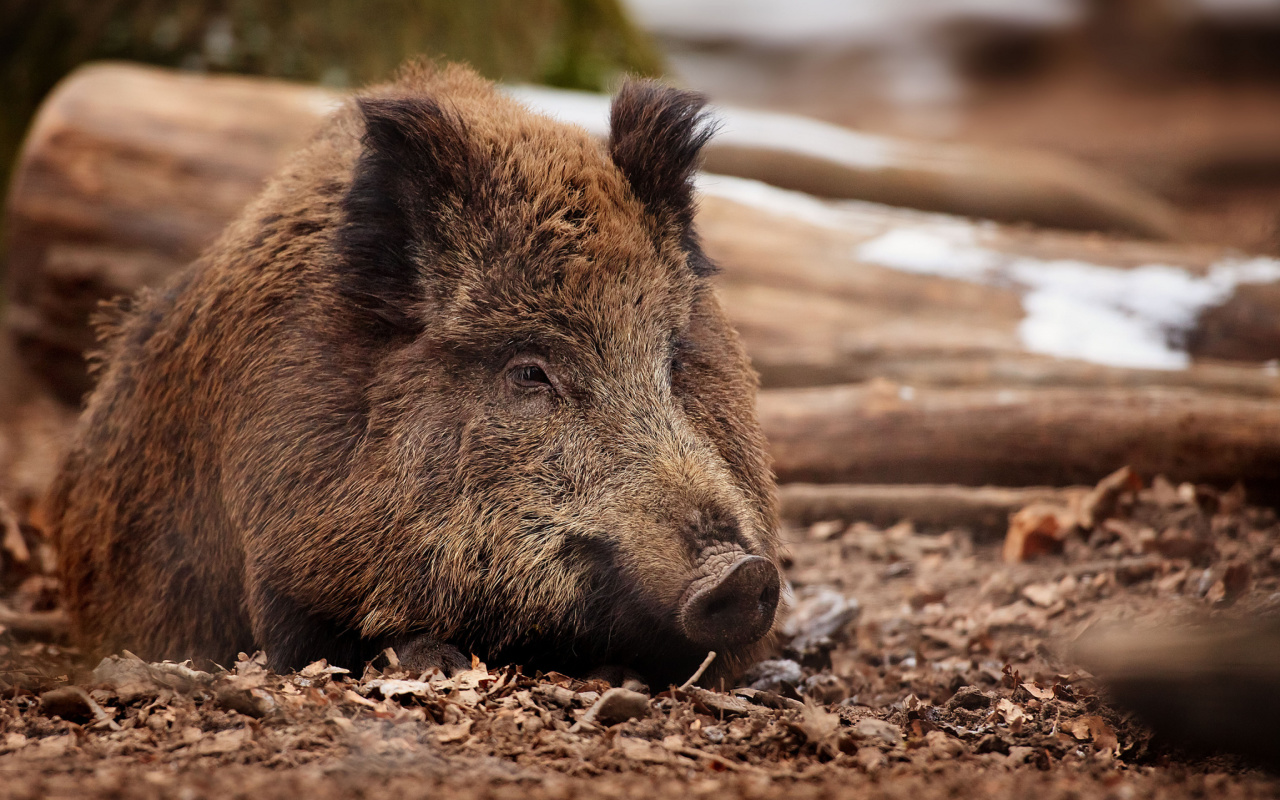 Das Wild Boar Wallpaper 1280x800