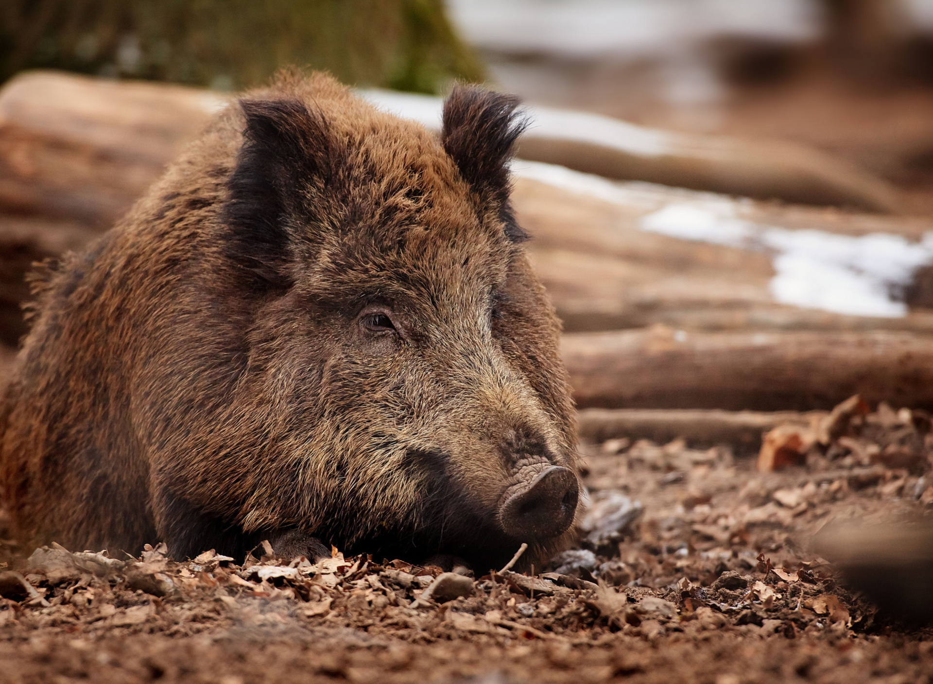 Fondo de pantalla Wild Boar 1920x1408