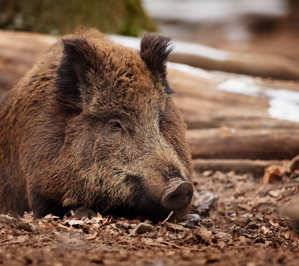 Das Wild Boar Wallpaper 960x854