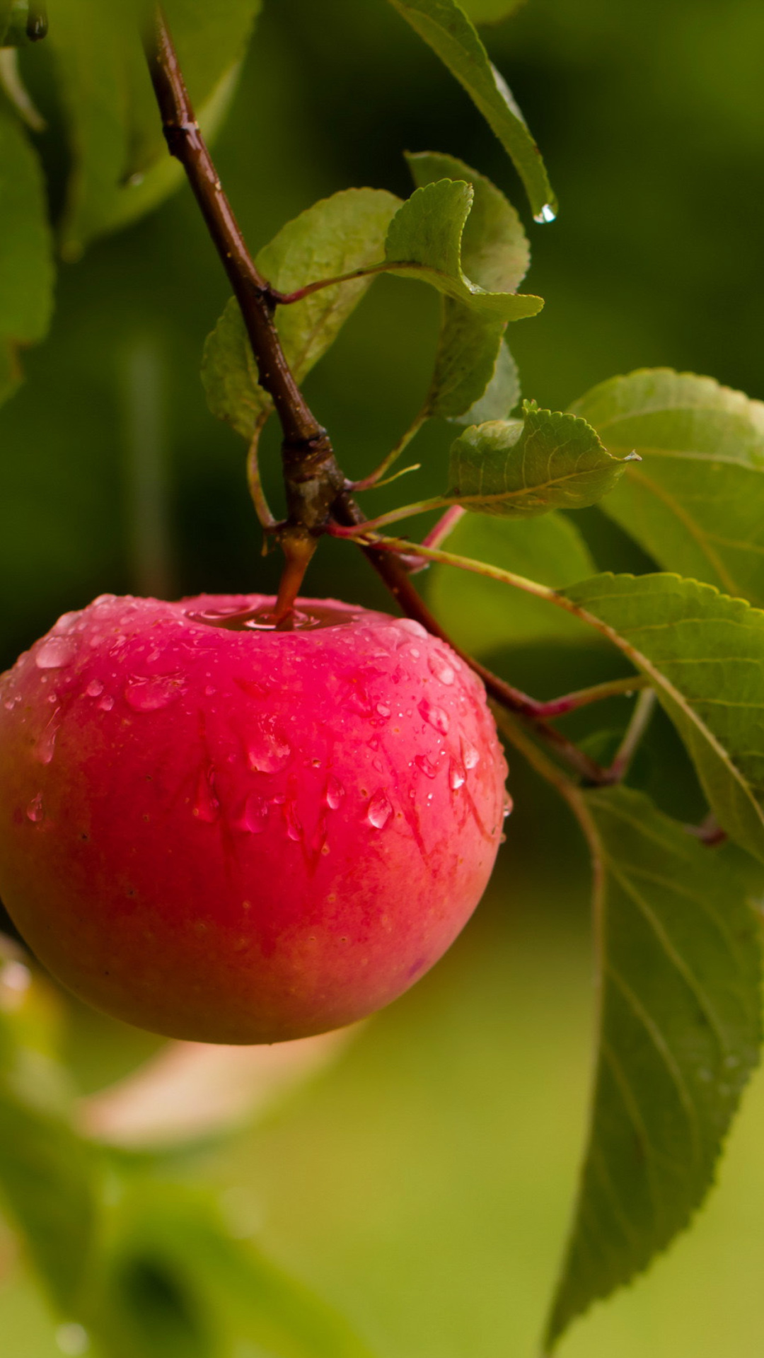 Fondo de pantalla Apple Orchard 1080x1920