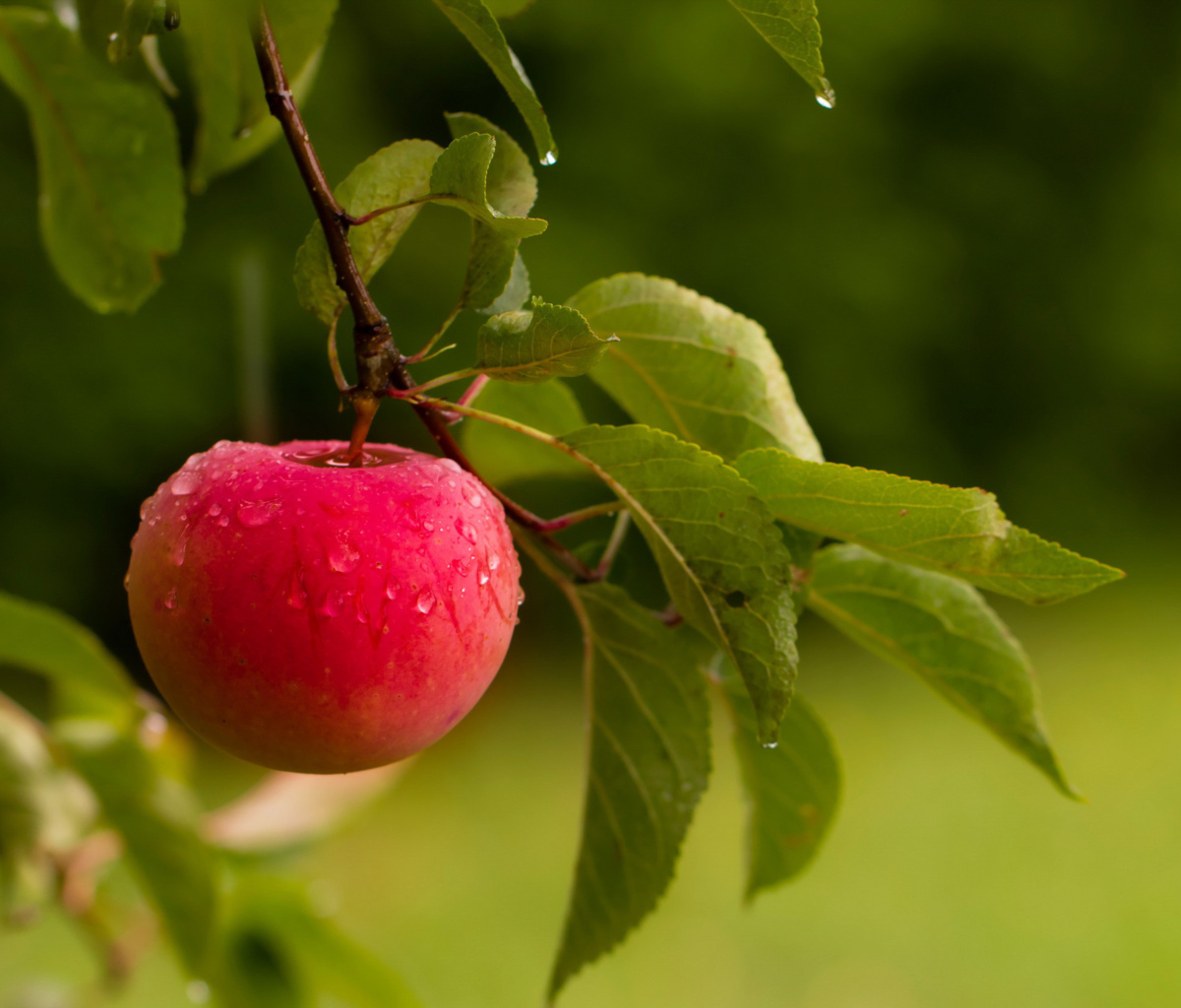 Fondo de pantalla Apple Orchard 1200x1024