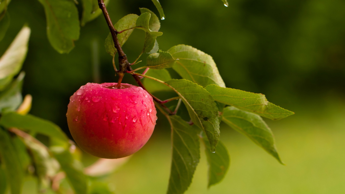Das Apple Orchard Wallpaper 1366x768