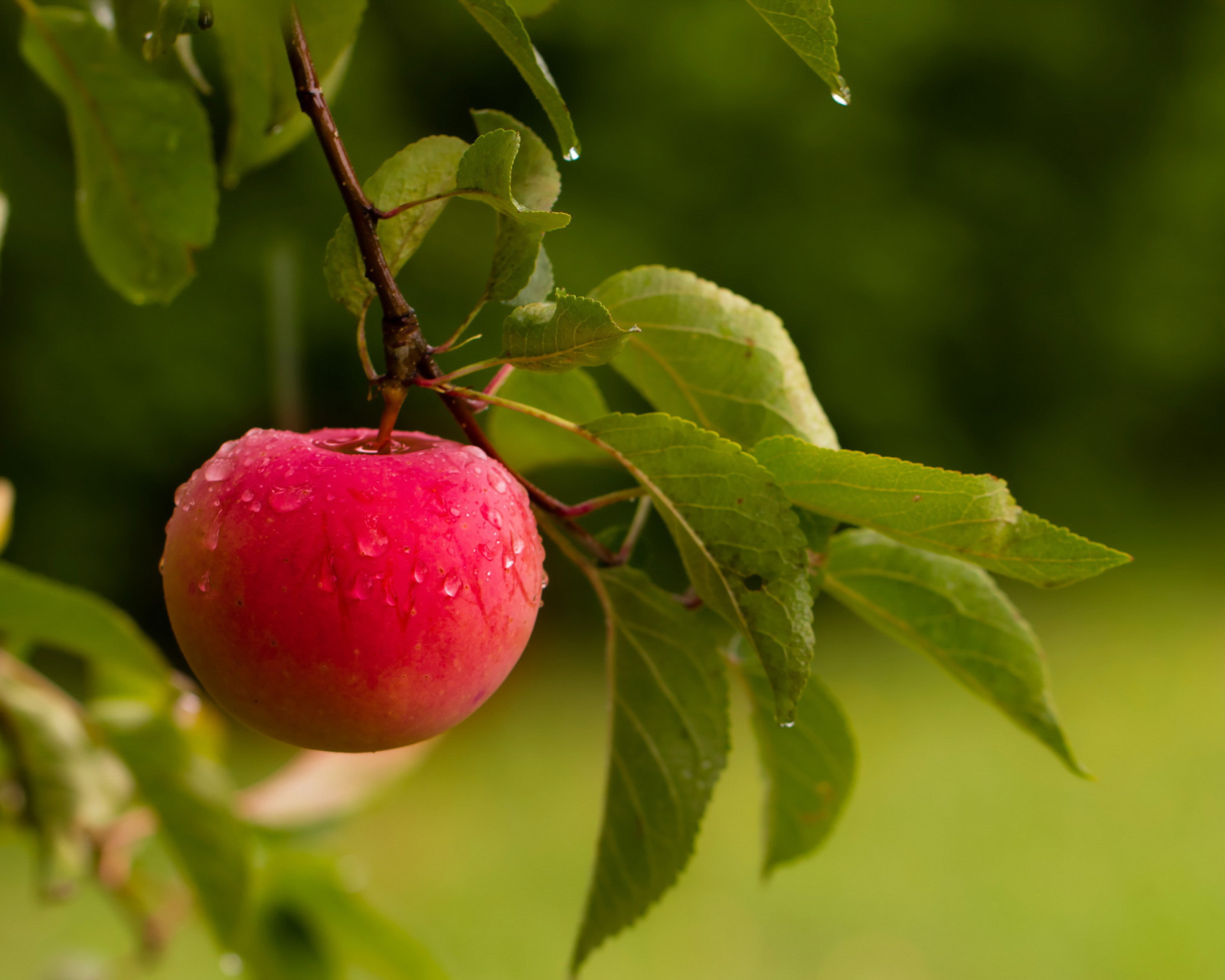 Apple Orchard wallpaper 1600x1280