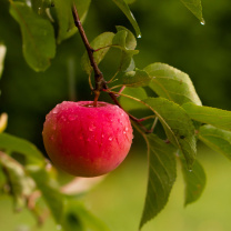 Sfondi Apple Orchard 208x208