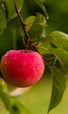 Das Apple Orchard Wallpaper 240x400
