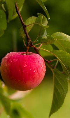 Apple Orchard wallpaper 240x400